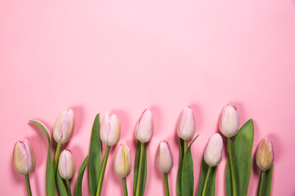 pink tulip flowers on pink background